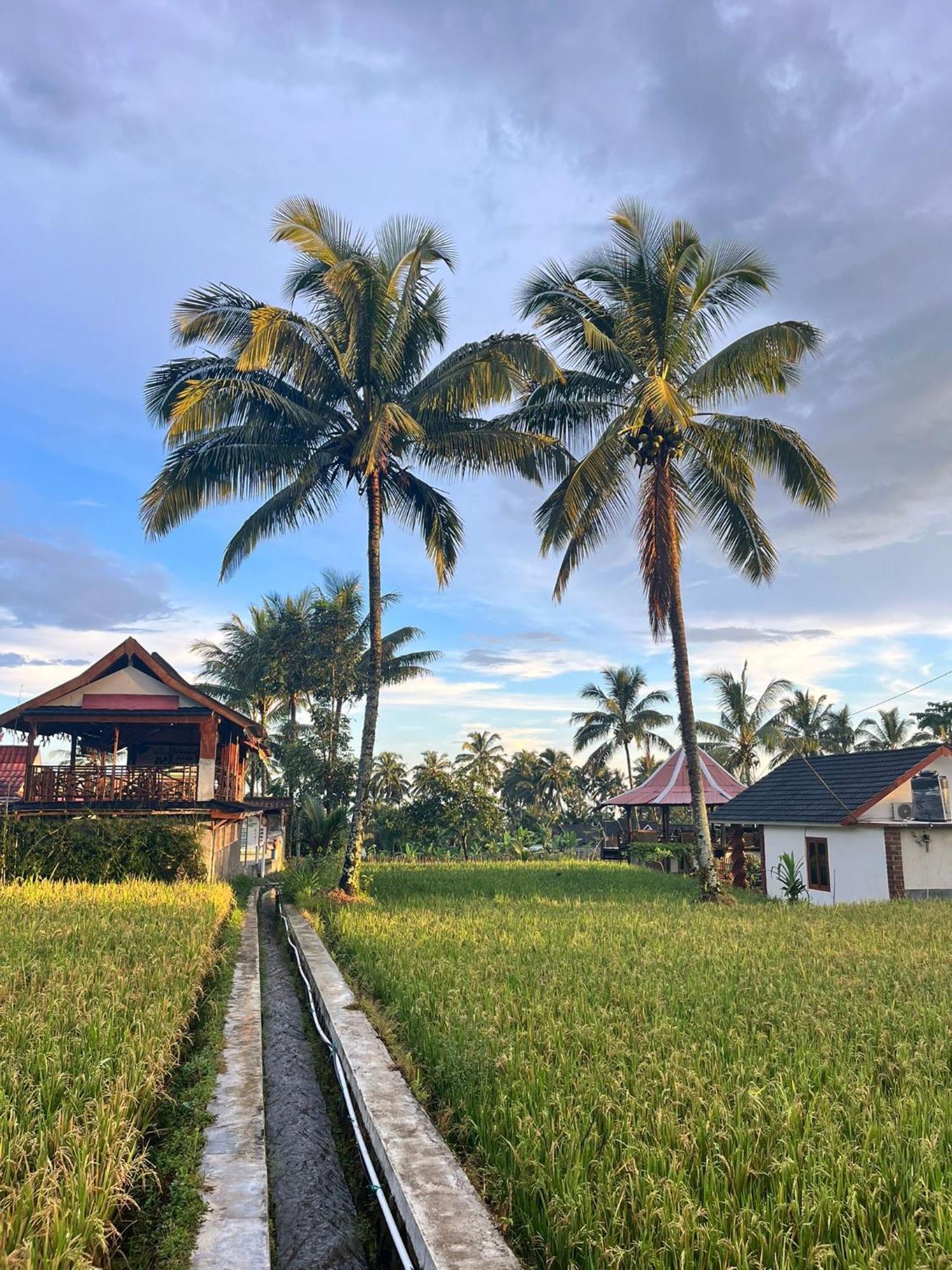 Rice Field Inn - Lombok Tetebatu Bagian luar foto
